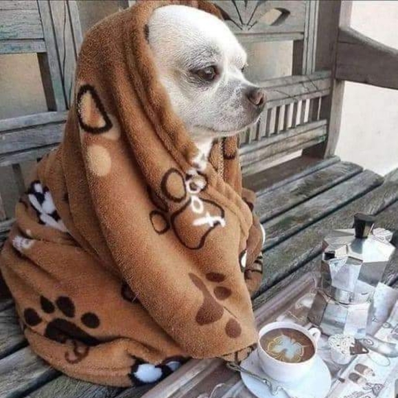 COPY - 🌹🌹🌹Like this listing to get notified when I am going live🌹🌹🌹 - Picture 1 of 1